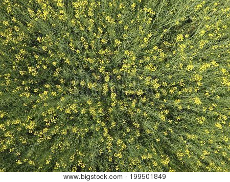 Field Of Flowering Rape. Top View From The Drone. Rape, A Syderatic Plant With Yellow Flowers. Field