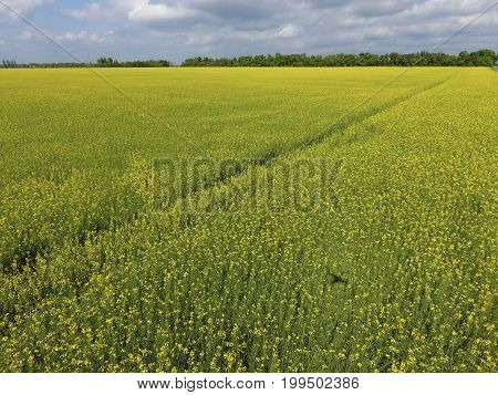 Field Of Flowering Rape. Rape, A Syderatic Plant With Yellow Flowers. Field With Siderates.