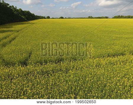 Field Of Flowering Rape. Rape, A Syderatic Plant With Yellow Flowers. Field With Siderates.