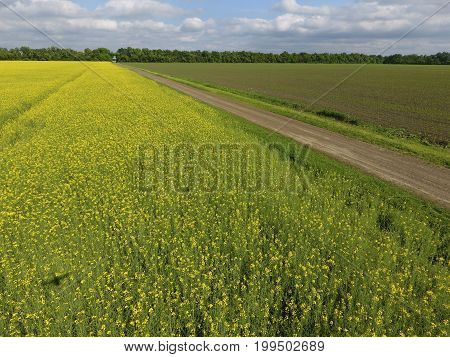 Field Of Flowering Rape. Rape, A Syderatic Plant With Yellow Flowers. Field With Siderates.