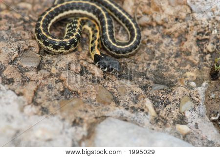 Thamnophis černokrká