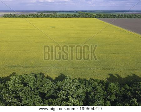 Field Of Flowering Rape And Forest Belts For Wind Protection. Rape, A Syderatic Plant With Yellow Fl