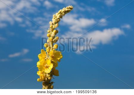 Fennel herb in the summer field, closeup at blue sky background. Beautiful melilot flower head, organic useful plant.