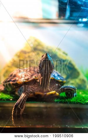 Red Eared Terrapin - Trachemys Scripta Elegans In The Aquarium
