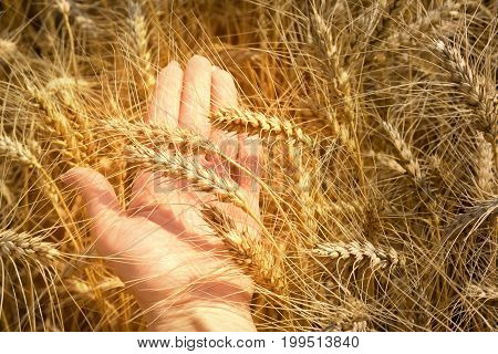 Wheat field on a warm Sunny day.