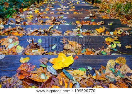 Autumn leaves on wooden stairs