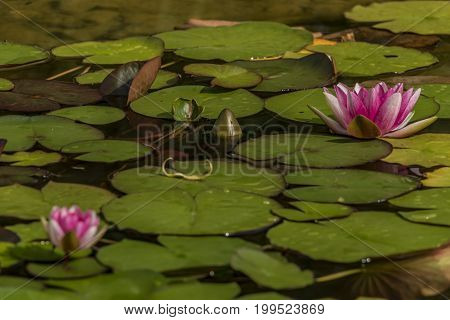 Small pond with water lily and green grass in summer morning