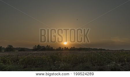 Sunset over trees near Lukov village in hot summer evening