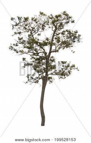 isolate tree Green leaves on white background