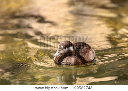 Harlequin duck called Histrionicus histrionicus swimming in a marsh or lake in North America Greenland Iceland and western Russia.