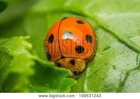 Macro Of Bug Insect (ladybug) On Leaf In Nature