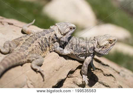 Pair of Bearded Lizards (Pogona) sitting on a rock