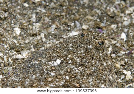 Sanddab blending into ocean bottom off Santa Cruz, Channel Islands, CA