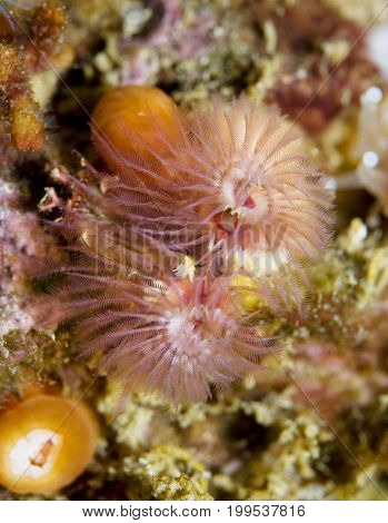 Christmas Tree worm (Spirobranchus spinosus) in the Pacific Ocean, California
