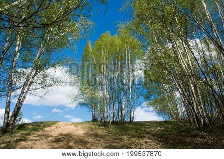 Beautiful colorful green summer landscape with a hiill and young birches and a blue sky with clouds at the background abstract iconic russian image Moscow Russia.