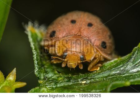 Macro Of Bug Insect (ladybug) On Leaf In Nature