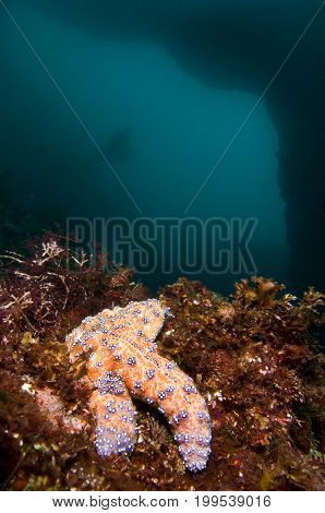 Sea star near underwater arch in Pacific Ocean, California