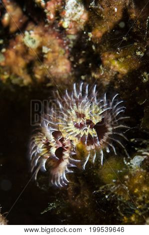 Christmas Tree worm (Spirobranchus spinosus) in Pacific Ocean