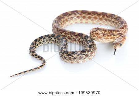 Cape Gopher Snake (Pituophis catenifer vertibralis) against white background