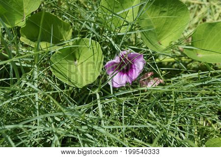 Tropical flower Ipomoea asarifolia  or ipomea, and green lush grass