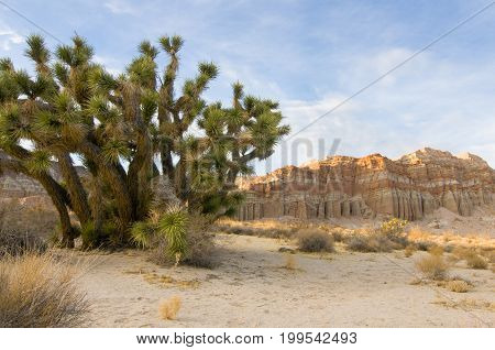 Red Cliffs Natural Preserve (Red Rock Canyon CA) featuring joshua trees (Yucca brevifolia)