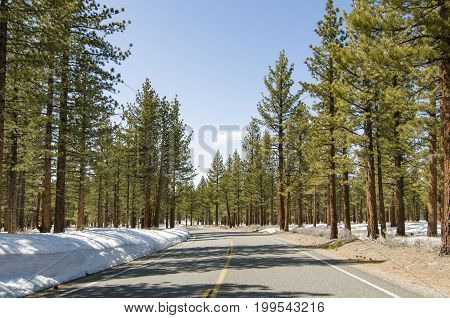 Road through winter forest near Mono Lake California