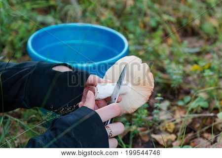 Girl Gathers Mushrooms In The Forest