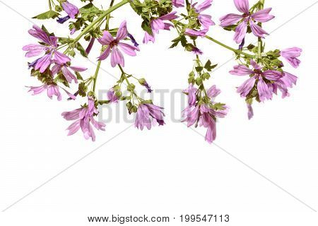 Frame with flowering pink mallow on a white background.Blooming pink mallow isolated on a white background.