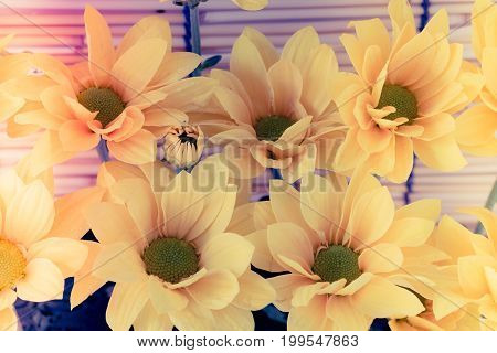 Vintage Image Style And Selective Focus On Yellow Flawer Of Beautiful Chrysanthemum With Water Drop