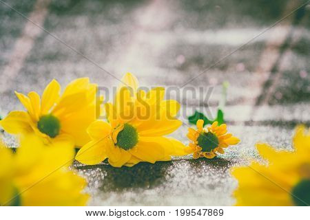 Close Up And Selective Focus On Yellow Flawer Of Beautiful Chrysanthemum With Sunlight Effect And Gl