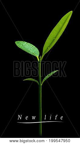 Bud Leaves Of Young Plant Seeding In Black Background