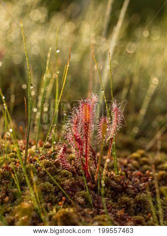 A beautiful closeup of a great sundew leaves in a morning light. Carnivorous plant in marsh. A vibrant macro photo.