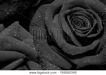 Black And White Image Style On Resd Rose , Forever Love Concept