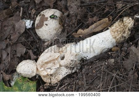 Phallus impudicus (common stinkhorn) mushroom in autumn leaves