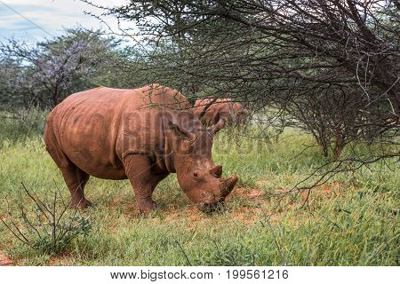 White rhino Waterberg Plateau National Park Namibia