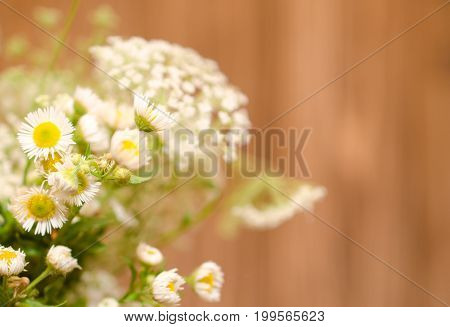 Beautiful blurred wild chamomile flowers against the wooden background (very shallow DOF selective focus) copyspace on the right