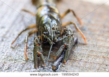 Close-up on a crab. Shallow depth of field.