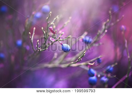 Autumn blueberries. Juicy and fresh wildberry growing in forest. Blueberry nature background. Organic Bilberry closeup. Antioxidant. Concept for healthy eating and nutrition