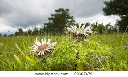 An image of a silver thistle in nature