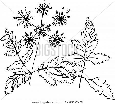 Black and white picture of a fractal plant. Sheets and flowers