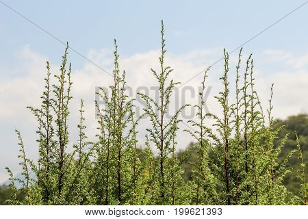 Photo Of Bright Tender Offshoot Of A Tree Growing