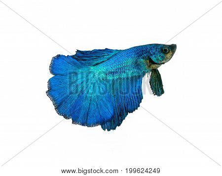 Capture The Moving Moment Beautiful Of Siam Blue Halfmoon Betta Fish In Thailand On White Background