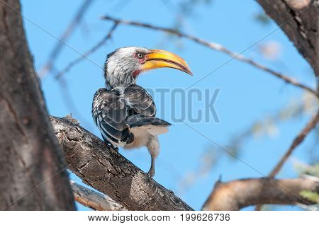 A Southern Yellow-billed Hornbill Tockus leucomelas on a tree branch in Northern Namibia