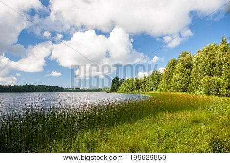 Summer landscape with a river, trees, flowering plants in Sunny weather