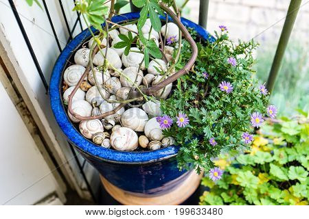 many empty snailhouse in blue garden pot with plant