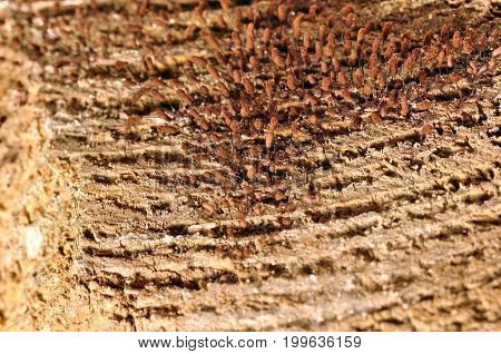 Group of microscopic fungi on old wood.