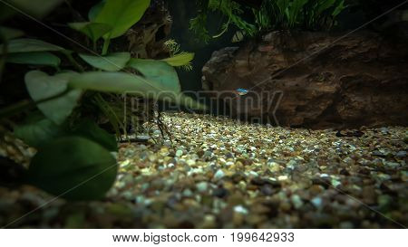 this is picture about fish in beautiful aquarium