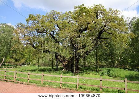 A very old oak tree in Sherwood forest