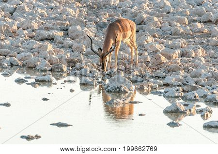 An impala ram (Aepyceros melampus) drinking water at sunset at a waterhole in Northern Namibia