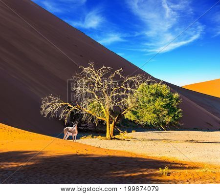  Namibia, South Africa. Sunset in the Namib Desert. The concept of extreme and exotic tourism. African Oryx gaselle standing at the dune